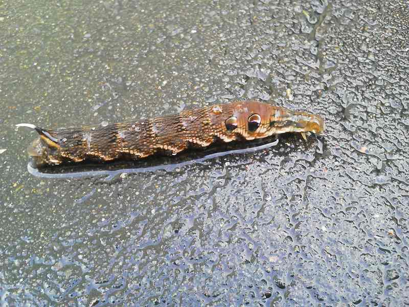 ����̓x�j�X�Y���K���ȁH