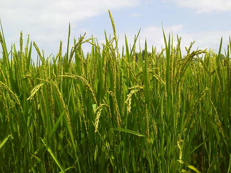 �܂��܂����ȁE�E�E