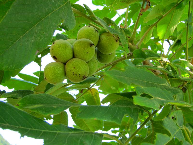 �N���~�̎�