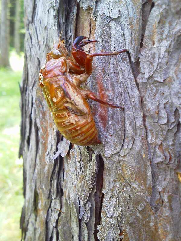 �Z�~�̔����k